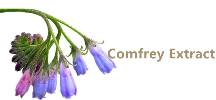 Comfrey Root.png